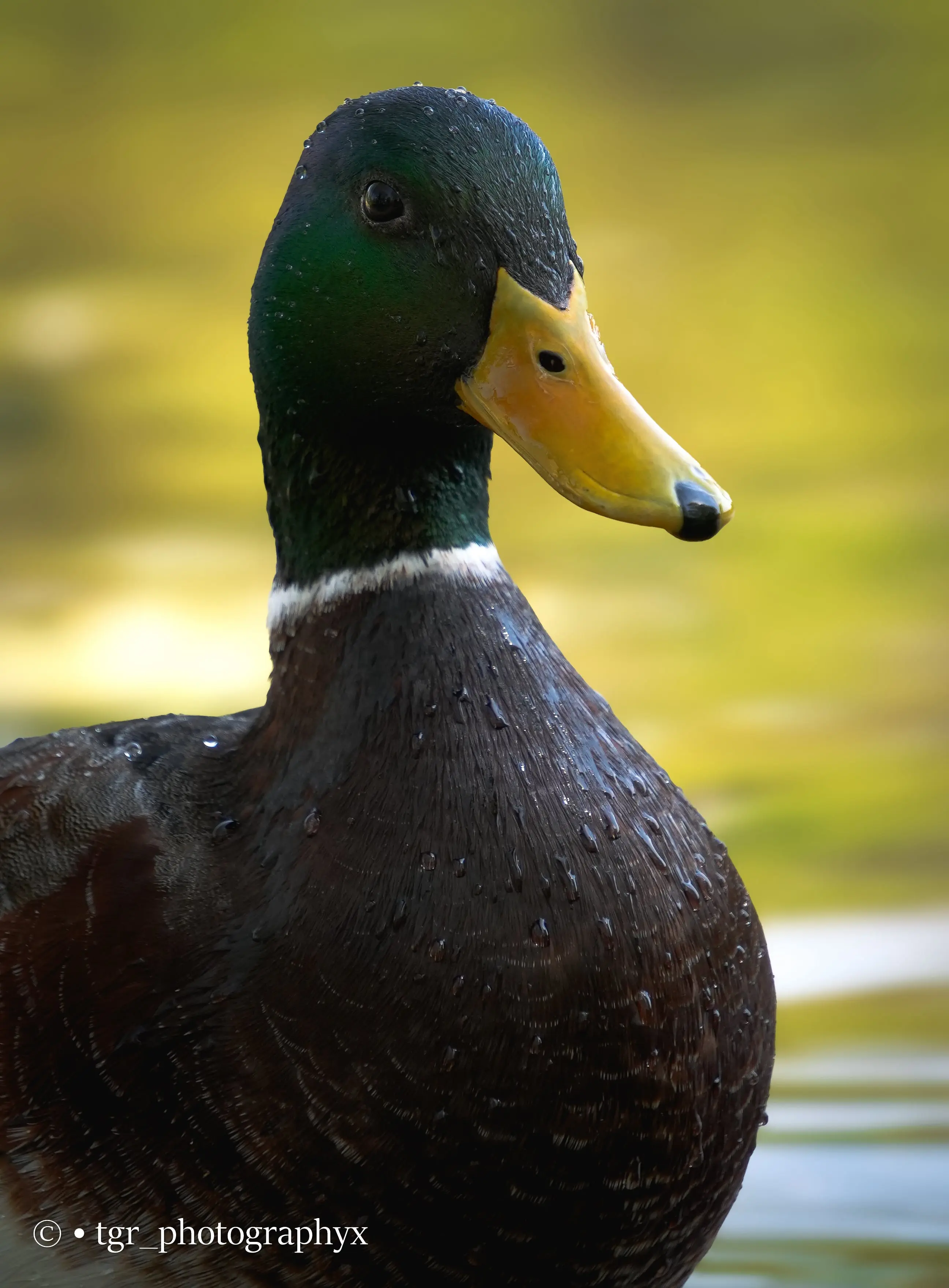 Nahaufnahme einer Ente, die im Wasser schwimmt
